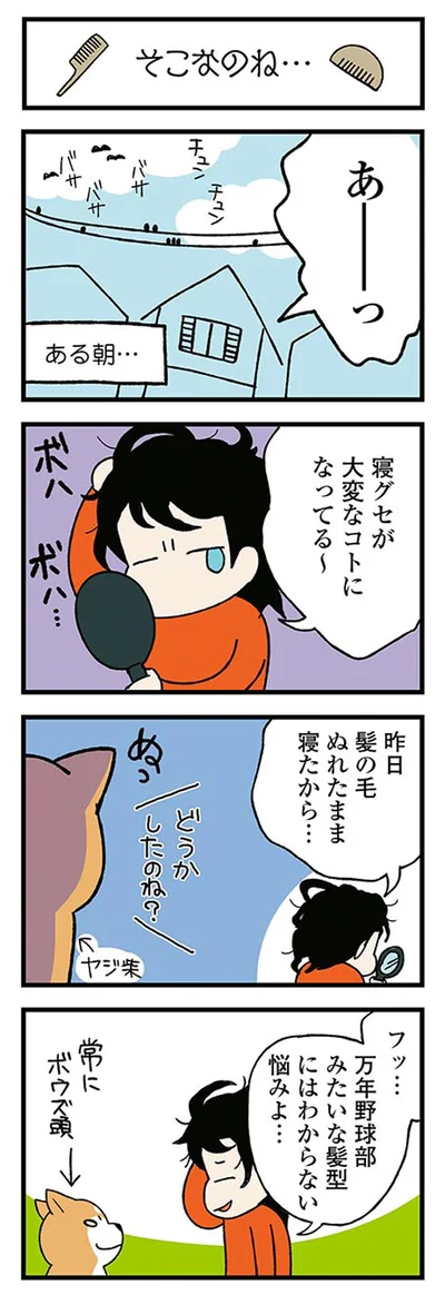 『ドヤ顔柴犬どんぐり』より
