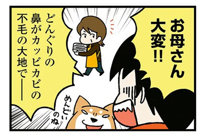 うちの子だけなぜ?カッピカピの鼻でも気にしない柴犬