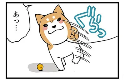 クセが強い！お散歩中の柴犬が木の実を見つけたときの行動