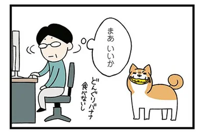 父の部屋で何をした？木の実をつぶすのが趣味の柴犬がバナナをくわえてやってきた！