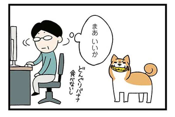 父の部屋で何をした!?木の実をつぶすのが趣味の柴犬／ドヤ顔柴犬どんぐり（6）