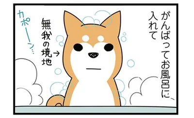 犬のお風呂あるある？柴犬がきれいになった翌日のジンクス