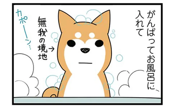 犬のお風呂あるある?柴犬がきれいになった翌日のジンクス