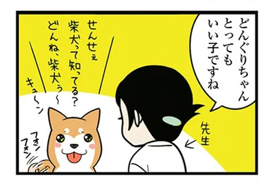 「どんぐりちゃん、とってもいい子ですね」動物病院に行くと猫をかぶる柴犬