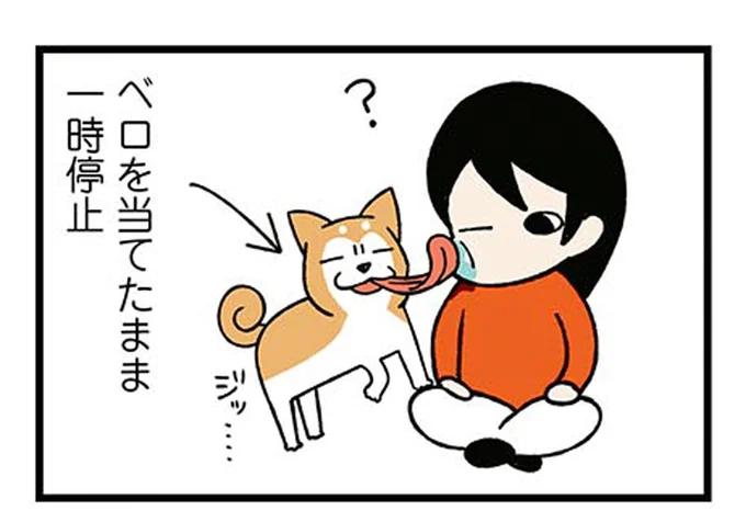 片手間はやめて…。柴犬のペロペロ攻撃を受け続ける飼い主