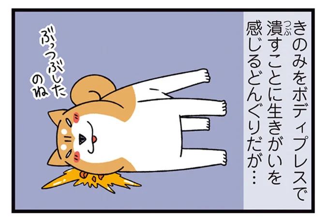 好きなものほどつぶしたくなる!お散歩中の柴犬が果敢にチャレンジしたもの