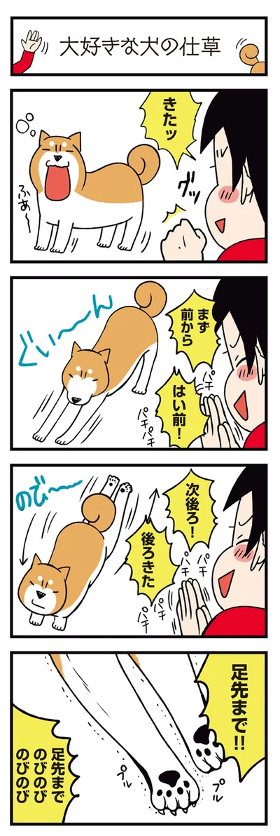 『ドヤ顔柴犬どんぐり2』より