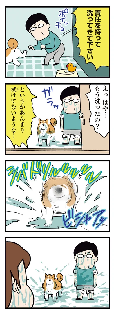 『ドヤ顔柴犬どんぐり2』より