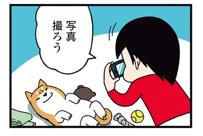 写真の中だけでも整えたい！柴犬を撮影するときの真実
