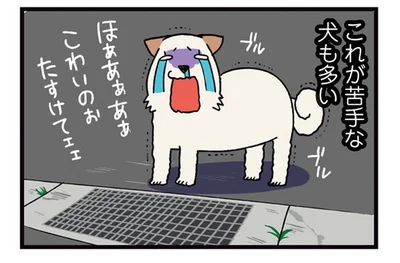 メンタル強すぎ？犬たちが苦手な側溝でくつろぐ柴犬