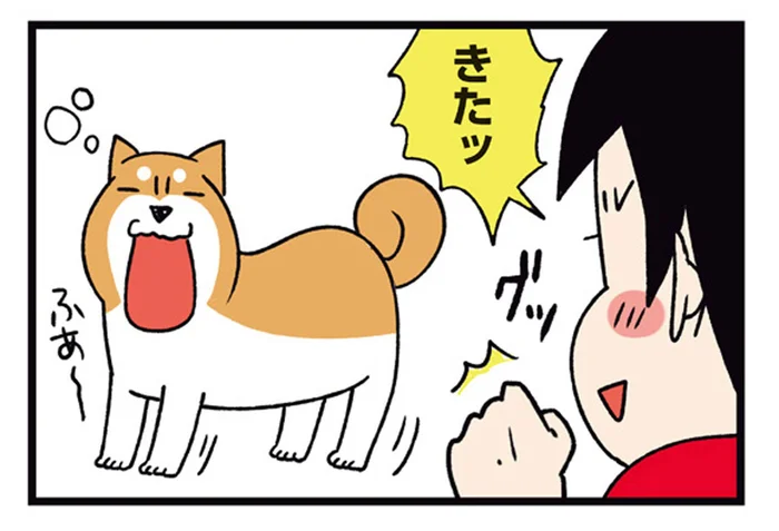「ふあ〜」のあくびが合図。柴犬の気持ち良さそうな仕草／ドヤ顔柴犬どんぐり2（10）