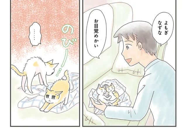 子猫と仲良くしたい！ 匂いに慣れさせて懐いてもらおう作戦を決行します／飼い猫がなつきません（3）