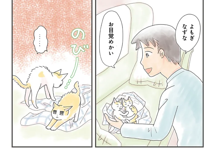 子猫と仲良くしたい！ 匂いに慣れさせて懐いてもらおう作戦を決行します／飼い猫がなつきません（3）