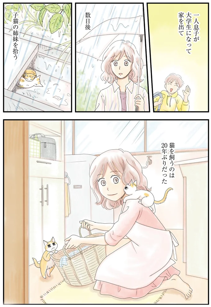 猫を飼うのは20年ぶりだった