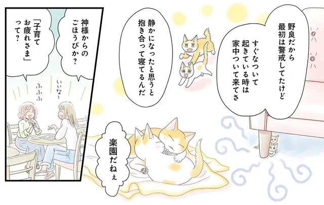 神様からのご褒美？ 一人息子を送り出したあとに出会った2匹の子猫／飼い猫がなつきません（6）
