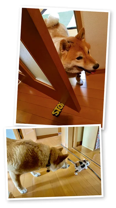 『うちう猫と柴犬』より