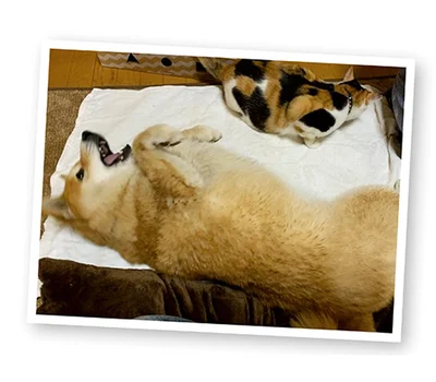 『うちう猫と柴犬』より