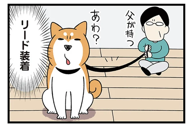 リード装着して準備OK!子猫たんぽぽと柴犬どんぐりの初対面やいかに