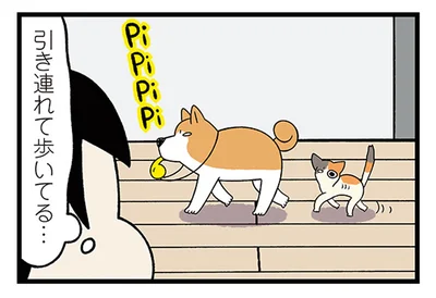 新入り子猫の探検を引率？家中を案内してあげる柴犬