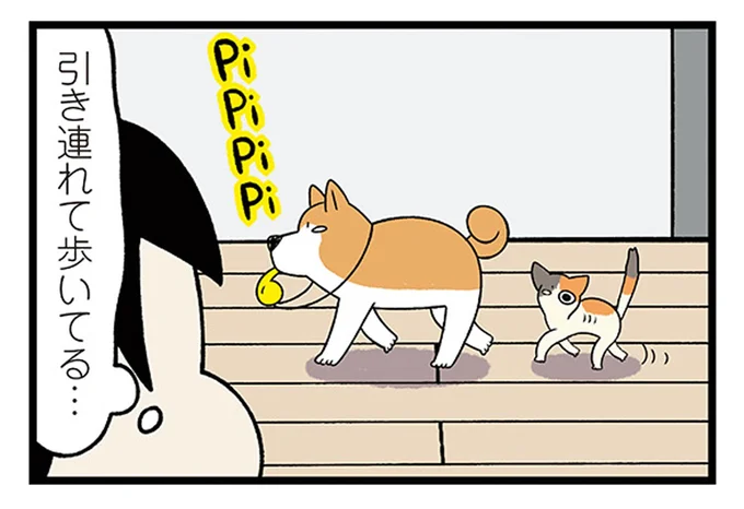 新入り子猫の探検を引率?家中を案内してあげる柴犬