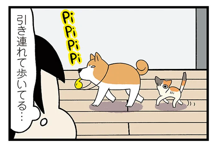新入り子猫の探検を引率？家中を案内してあげる柴犬／うちう猫と柴犬（3）