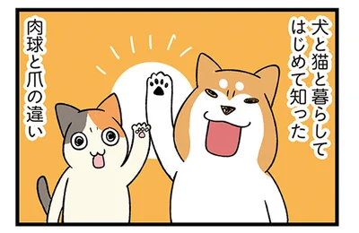 犬と猫と暮らしてはじめて知った！肉球と爪の違い