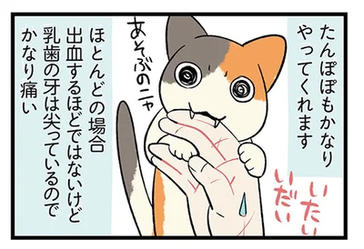 生傷が絶えない？我が家の子犬・子猫の成長過程に共通点あり
