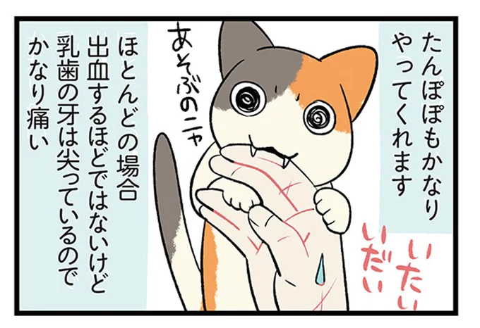 生傷が絶えない?我が家の子犬・子猫の成長過程に共通点あり