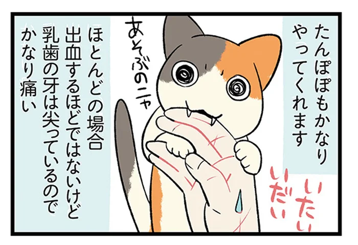 生傷が絶えない？我が家の子犬・子猫の成長過程に共通点あり／うちう猫と柴犬（8）