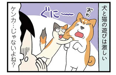 飼い主は生傷だらけなのに。じゃれ合う柴犬と猫の激しい遊び