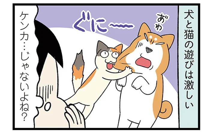 飼い主は生傷だらけなのに。じゃれ合う柴犬と猫の激しい遊び／うちう猫と柴犬（9）