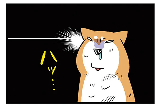 とっさにピンチを察知!?何も言っていないのに逃げ出した柴犬／うちう猫と柴犬（10）