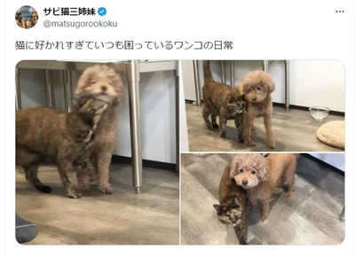 とっても仲良しな犬と猫▶ワンコの様子をよく見てみると…（⇒次へ）