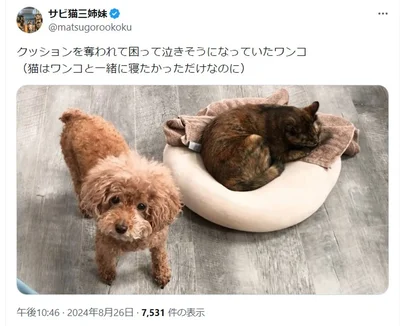 猫はワンコと一緒に寝たかっただけだけど▶泣きそうになっているあん子ちゃん（⇒次へ）
