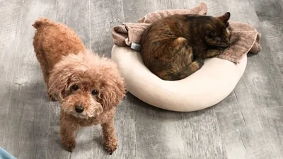 困ったような表情がとっても可愛い！▶クッションを奪いに来るのは1匹ではありません（⇒次へ）