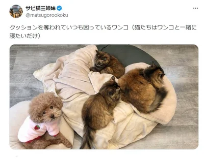3匹のニャンズにクッションを占有されてしまいました▶猫たちはワンコと一緒に寝たいだけ（⇒次へ）