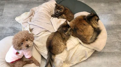 「自分の寝床がなくなった……」▶可愛い犬と猫の写真はまだまだ続きます（⇒次へ）