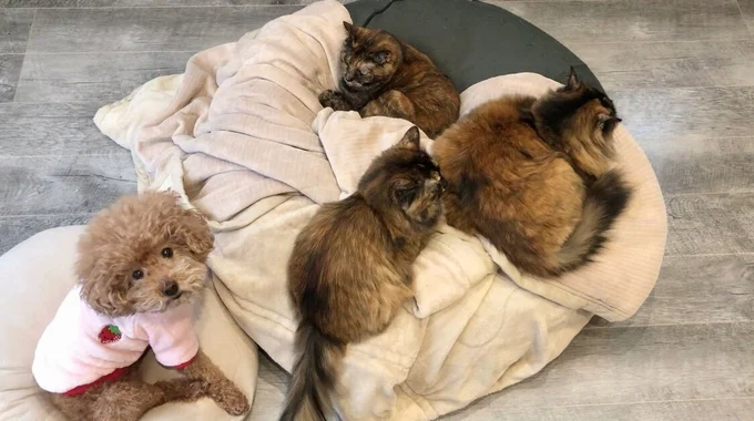 「自分の寝床がなくなった……」▶可愛い犬と猫の写真はまだまだ続きます(⇒次へ)