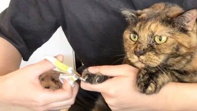 爪切りをしている手の隙間にあん子ちゃん！▶犬と猫のいる暮らしはとっても楽しい！犬のこまちと猫のタビとの暮らしを描いたマンガ『まめきちまめこニートの日常　こまちとタビ1』は次画像から読めます（⇒次へ）