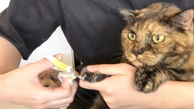 爪切りをしている手の隙間にあん子ちゃん！▶犬と猫のいる暮らしはとっても楽しい！犬のこまちと猫のタビとの暮らしを描いたマンガ『まめきちまめこニートの日常　こまちとタビ1』は次画像から読めます（⇒次へ）