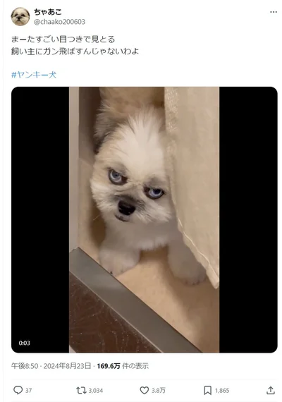 すごーい目つきで見てる！▶この動画が撮影されたときの状況は？！（⇒次へ）