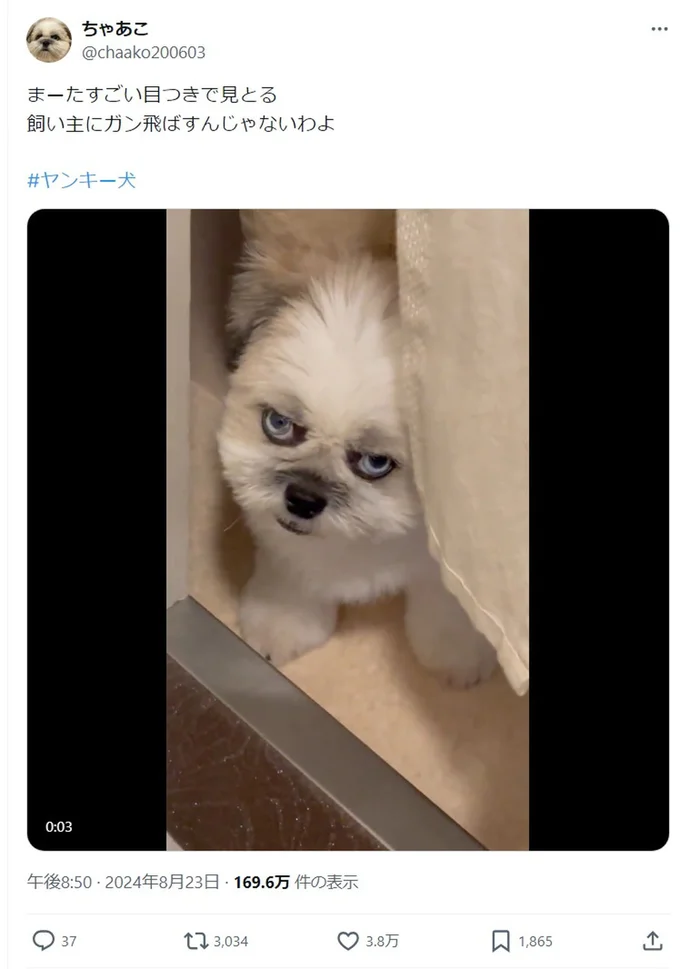 すごーい目つきで見てる!▶この動画が撮影されたときの状況は?!(⇒次へ)