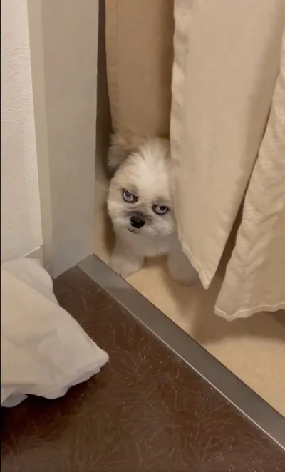 鋭い眼光を飛ばしたちゃちゃちゃん！▶びっくりするような目つきです（⇒次へ）