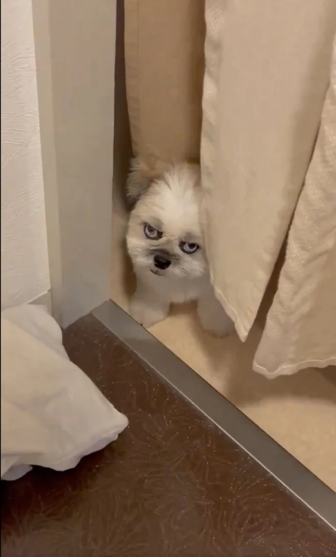 鋭い眼光を飛ばしたちゃちゃちゃん!▶びっくりするような目つきです(⇒次へ)