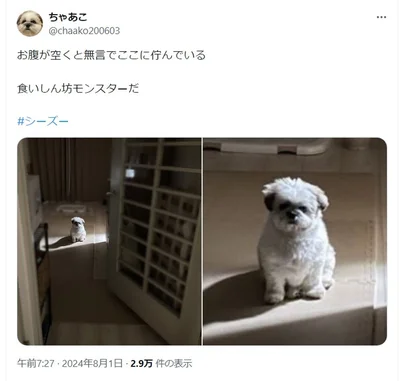 食いしん坊モンスター！▶次は約1年前のちゃちゃちゃんの写真（⇒次へ）