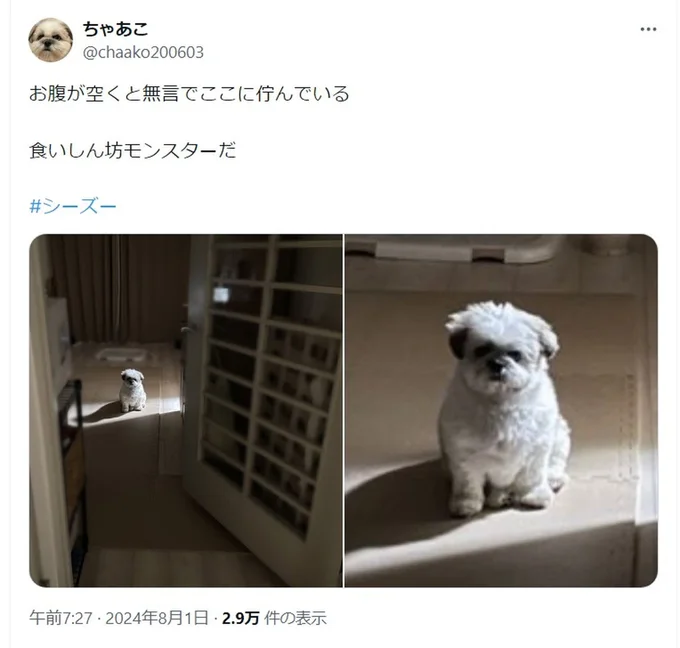 食いしん坊モンスター！▶次は約1年前のちゃちゃちゃんの写真（⇒次へ）