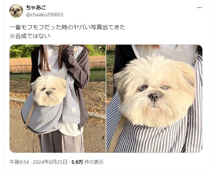 合成ではありません!▶寝ているすがたも可愛いちゃちゃちゃん(⇒次へ)