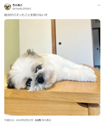 バズって有名になったちゃちゃちゃん▶動物の心も人間と一緒。トイプーのかわいさにキュンキュンの実録コミックエッセイ『うちのトイプーがアイドルすぎる。』は次画像から読めます（⇒次へ）