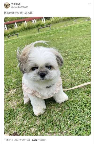 まさに「意思の強さを感じる写真」ですね▶次の写真はリラックスしているちゃちゃちゃん（⇒次へ）