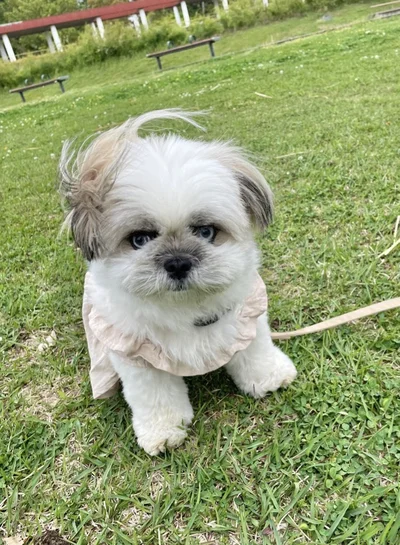 凛々しい姿のちゃちゃちゃん▶「強そうだけど、かわいい」などのコメントを集めたポスト（⇒次へ）